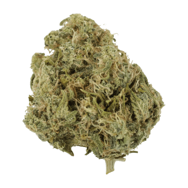 Moby Dick | Weed Deals Canada