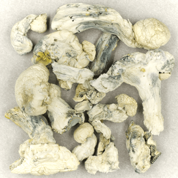 Cambodian Psilocybe Cubensis | Weed Deals Canada