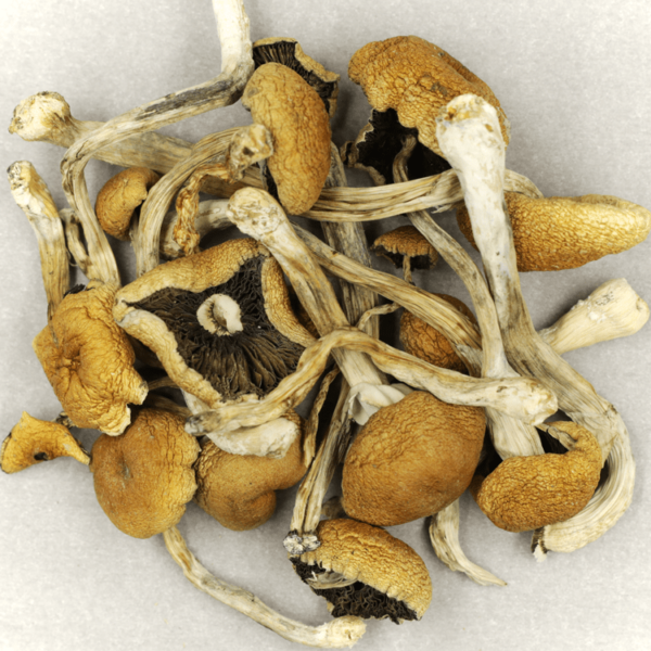 Cambodian Psilocybe Cubensis | Weed Deals Canada