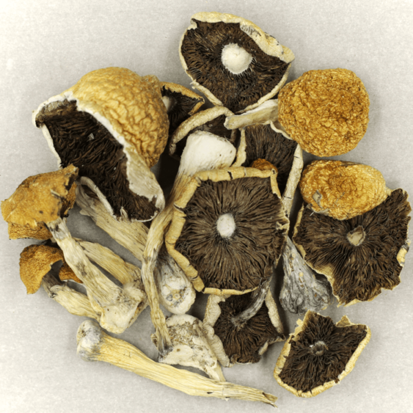 Penis Envy Cubensis | Weed Deals Canada