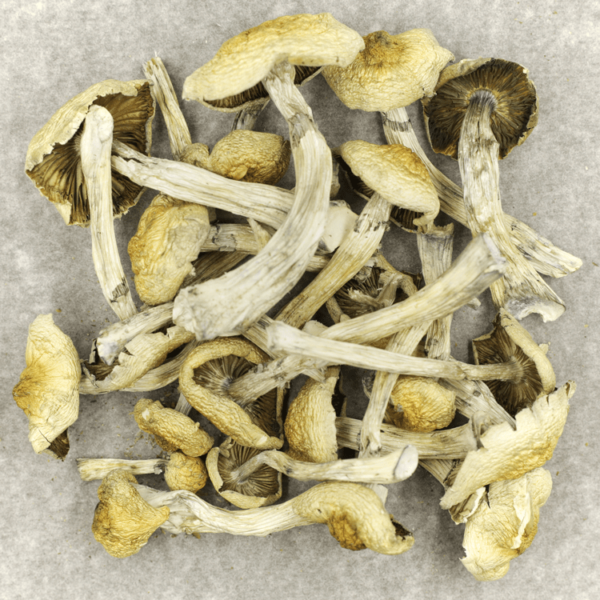Blue Magnolia Rust | Weed Deals Canada