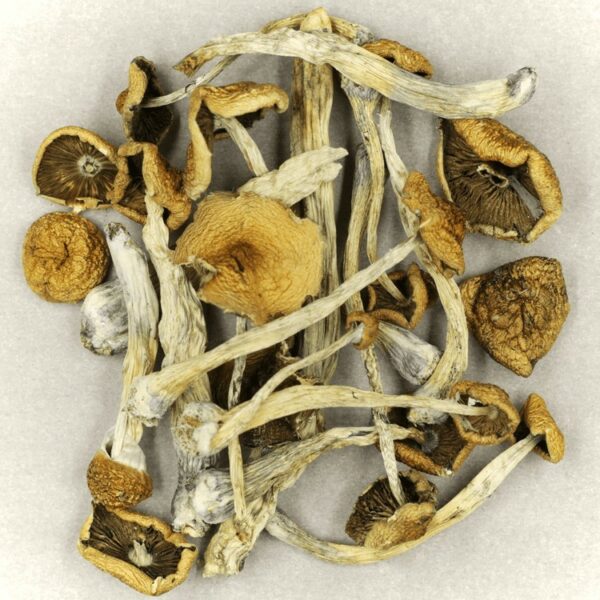 Psilocybe Cubensis Mexicana | Weed Deals Canada