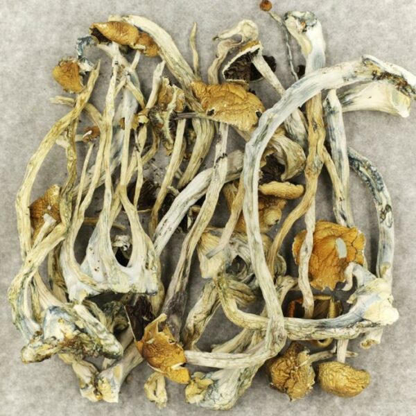 Amazonian Cubensis | Weed Deals Canada