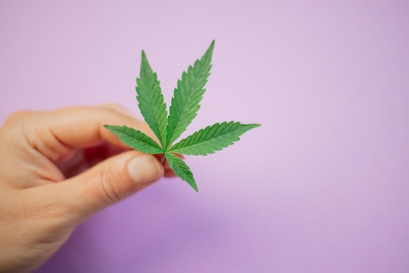 Weed Deals Canada: Your One-Stop Shop for Premium cannabis Products | Weed Deals Canada
