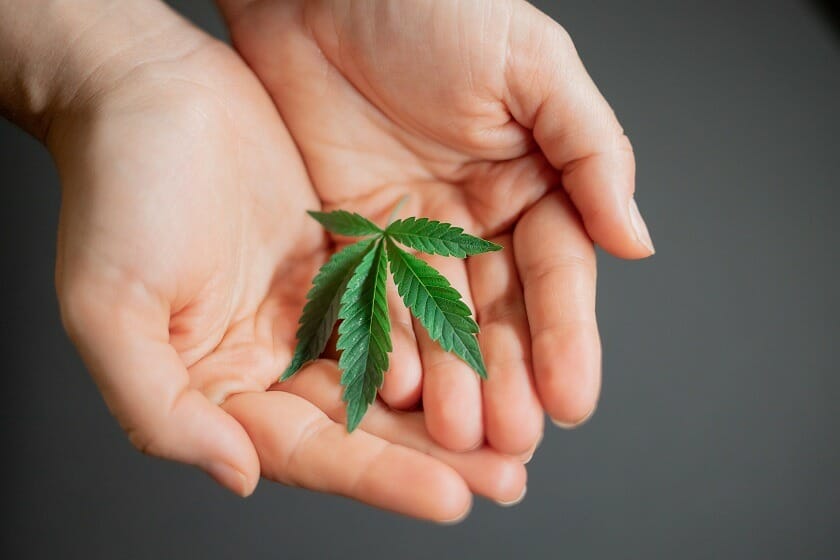 Weed Deals Canada - Hybrid cannabis Strains | Weed Deals Canada