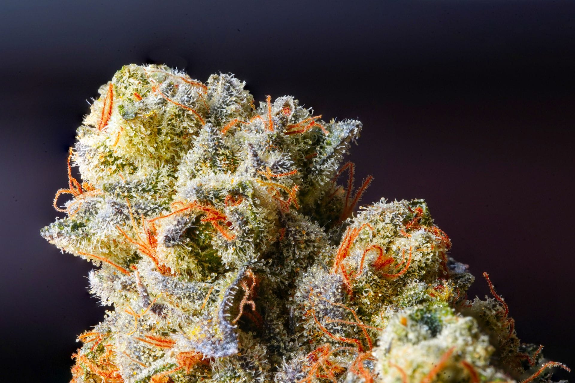 Weed Delivery Canada_ Top Hybrid Selection | Weed Deals Canada